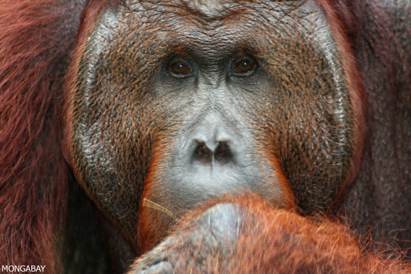 Adult male orangutan in Kalimantan. Photo by Rhett A. Butler.