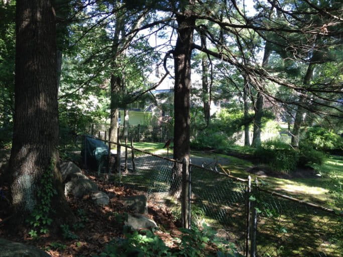 Scientists at Boston University found that oak trees along the edges of the forests grew faster and took up more carbon than ones on the interior. Photo by Andrew Reinmann 