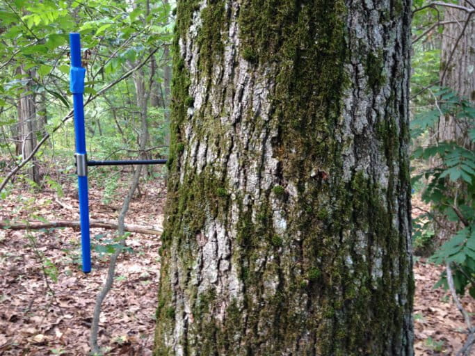 The team compared the widths between the growth rings of trees in the study plots with climate data from 1990 to 2014. Photo by Andrew Reinmann 