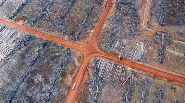 A pile of wood that has been prepared to be burned in land controlled by Korindo in Papua. Photo courtesy of Mighty Earth