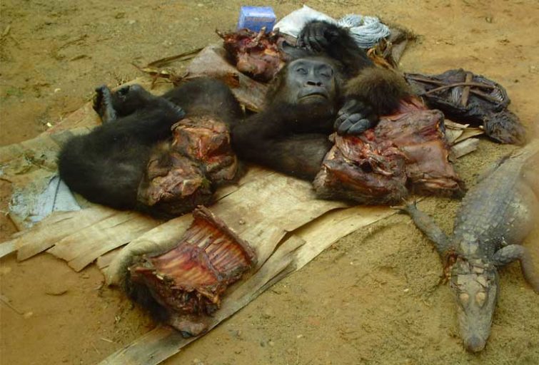 Gorilla heads and parts are often seized alongside other trafficked wildlife. Photo courtesy of LAGA