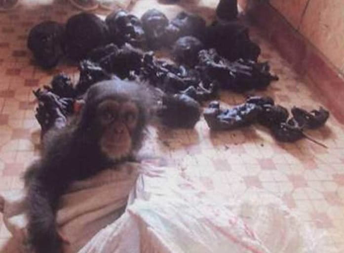 Seized charred ape meat and skulls alongside a confiscated baby chimp. Photo courtesy of LAGA