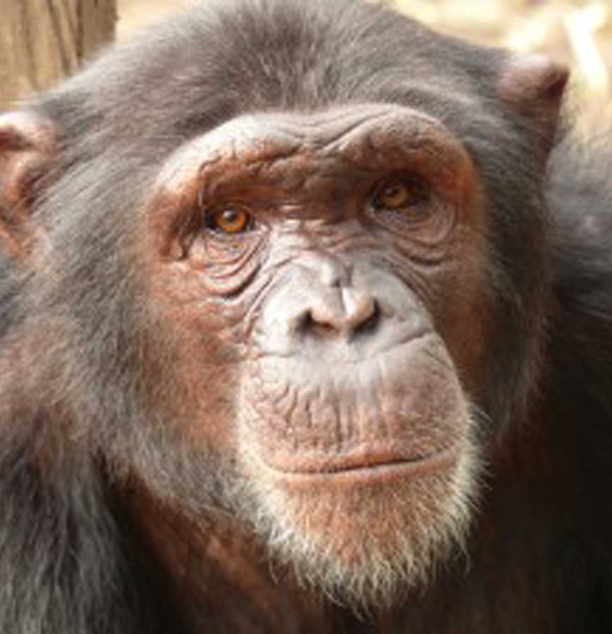 nigeria cameroon chimpanzee