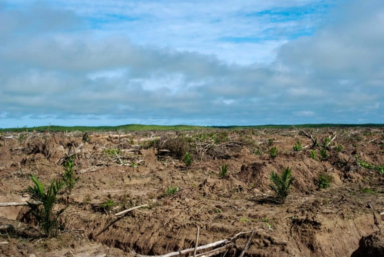 The edge of recently cleared rainforest in Peru for a commercial oil palm estate. Photo by John C. Cannon