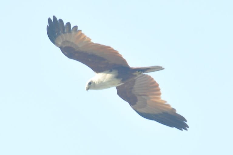 Brahminy kite. Normally a common species along Borneo’s rivers, including around cities, but now it took as two days before we saw the first one. Photo by Arie Prasetya