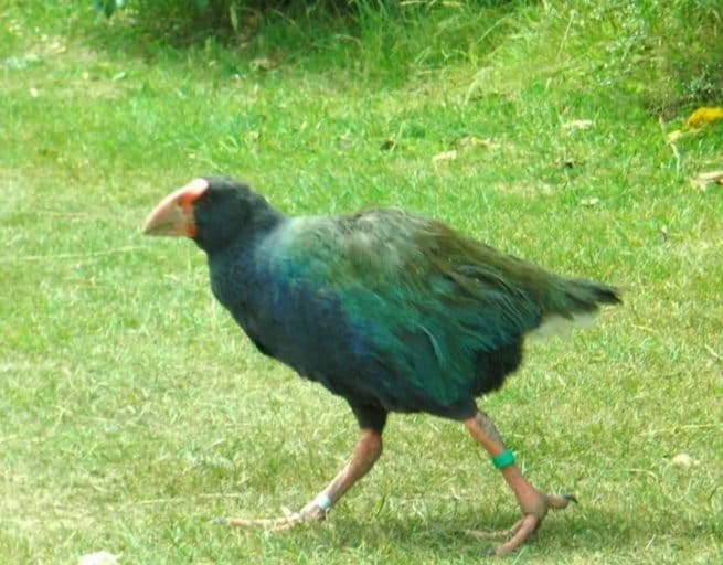 A takahe, another critically endangered flightless New Zealand bird