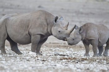 Black rhino mom and calf
