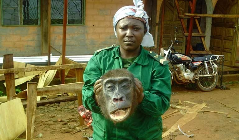 A park ranger in eastern Cameroon displays the head of a gorilla seized from poachers just hours after it was shot and dismembered in the locality of Lomie. Photo courtesy of LAGA