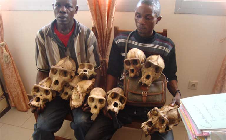 Suspected traffickers pose with dozens of gorilla skulls after the arrest of traffickers in Bertua, eastern Cameroon. Photo courtesy of LAGA