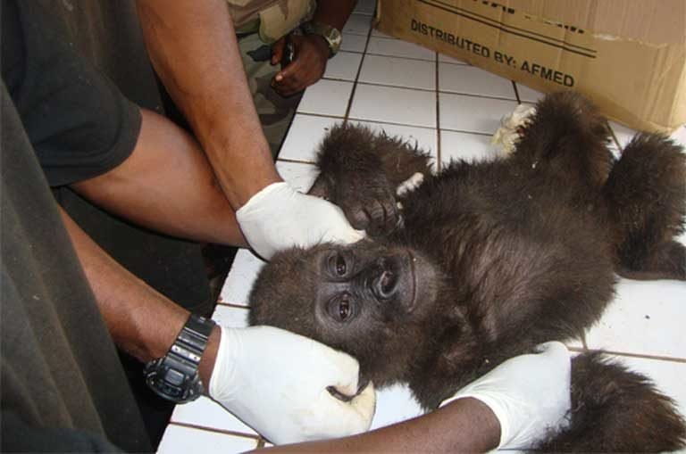 A baby gorilla rescued from traffickers in October 2010 in Cameroon’s Center region. Photo courtesy of LAGA