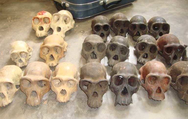 Ape skulls recovered from suspected traffickers, concealed in a travelling suitcase, during a sting operation at a bus station in Yaounde in November 2015. Photo courtesy of LAGA