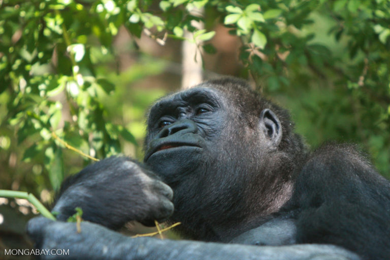 A young Lowland gorilla. Primatologist Denis Ndeloh Etiendem has observed that great ape films shown in African villages tend to generate “a great deal of self-pride and ownership in gorilla conservation, [creating] empathy for gorillas that can eventually lead to behavioral change..” He believes “without a doubt that if such local stories are continuously recorded and retold in film, they will continue to inspire local people to care and protect gorillas.” Photo by Rhett A. Butler / Mongabay