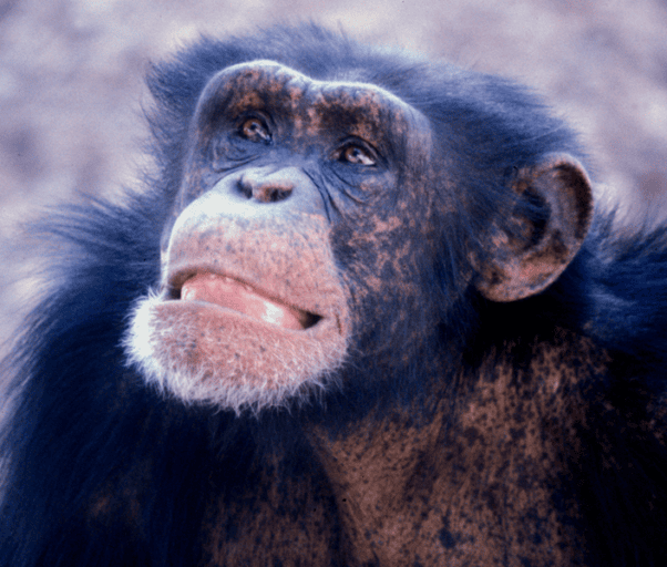 The future of great apes may not only depend on cutting edge science, but on respect for, and a rebirth of, traditional indigenous knowledge. Photo by Frans de Waal licensed under the Creative Commons Attribution 2.5 Generic license