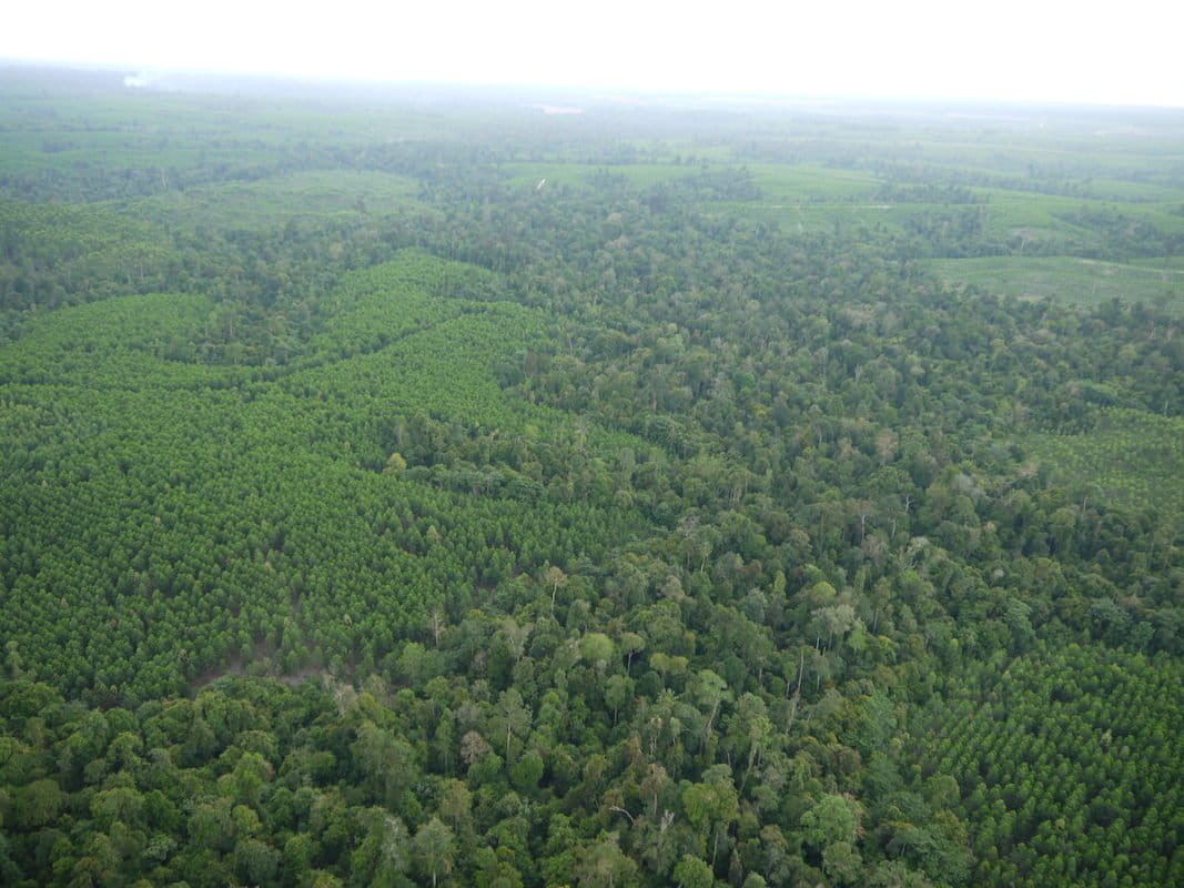 Riparian forest abuts an acacia plantation. Bill Laurance