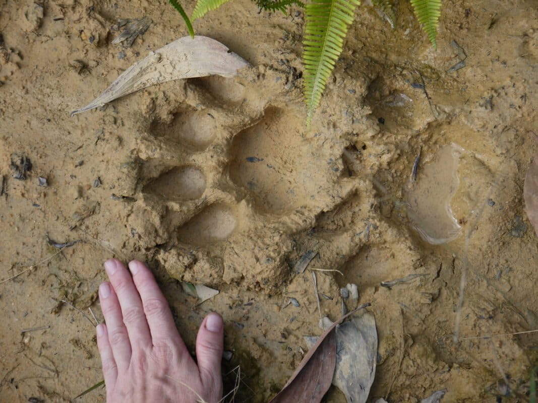 A tiger track near one of the study sites. Bill Laurance