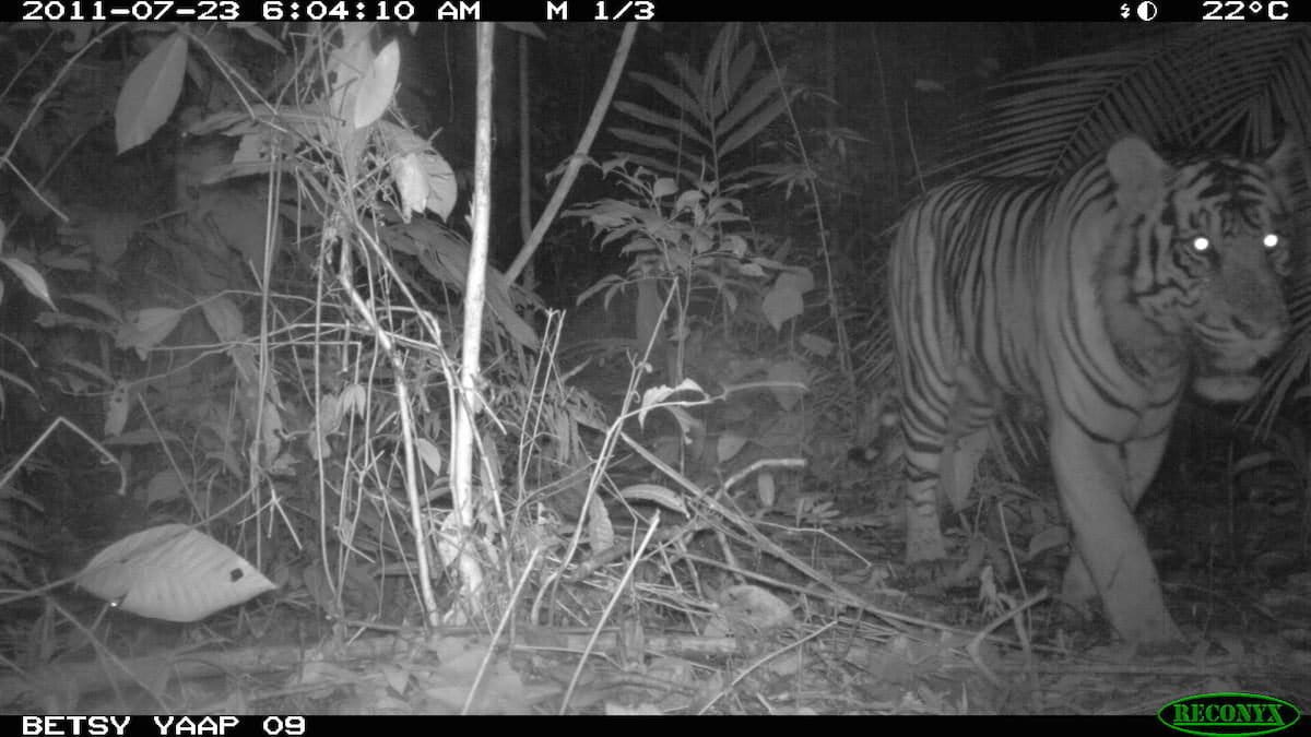 A Sumatran tiger (Panthera tigris sumatrae) stalks past one of the camera traps. Photo by Betsy Yaas