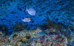 First-ever underwater photos of newly discovered Amazon Reef have surfaced