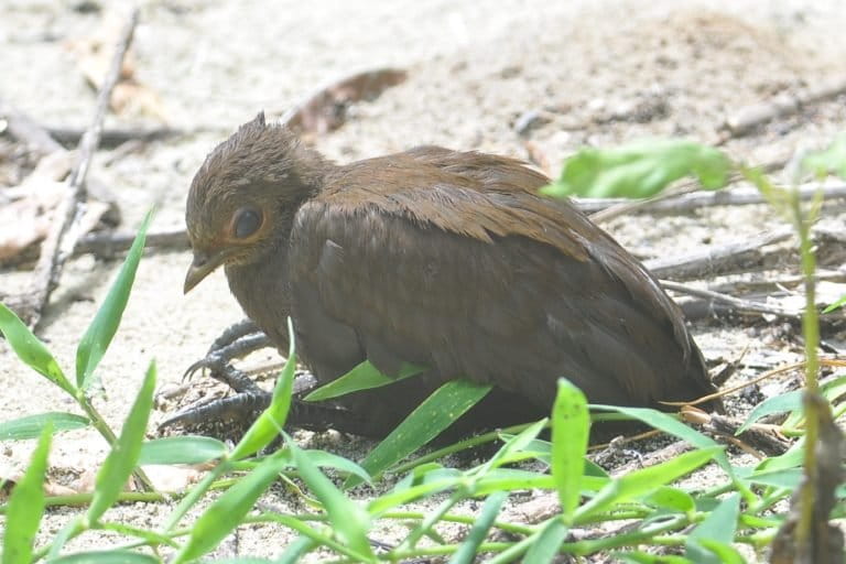 A young Philippine Scrubfowl (Megapodius cumingii), a rarely seen megapod which we found during the first part of our Raven surveys in the Derawan island archipelago.