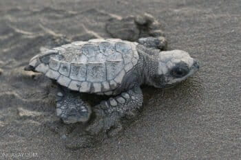 An olive ridley sea turtle hatchling, pictured here in Costa Rica. Photo by Rhett Butler.