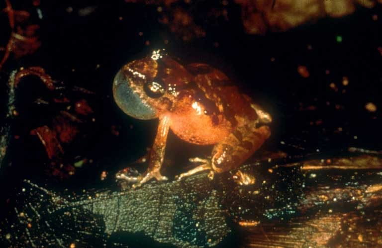 Bright lights, big city, tiny frog: Romer's tree frog survives Hong Kong