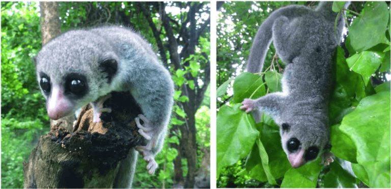 Photos Top 20 new species of 2017