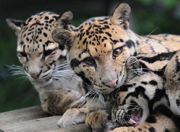 Clouded Leopard, Wildlife Animal Toys