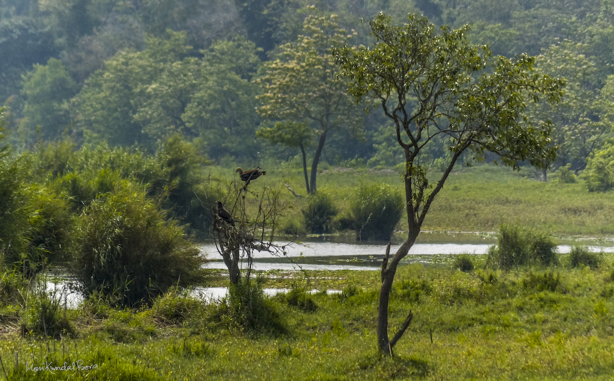 A peaceful scene in Manas Park, which has been at the center of a bloody conflict over land rights and ethnic identity in northeastern India. Photo by M. Kundal Bora. A peaceful scene in Manas Park, which has been at the center of a bloody conflict over land rights and ethnic identity in northeastern India. Photo by M. Kundal Bora.