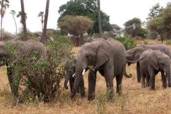 Elephants in Tarangire National Park in Tanzania