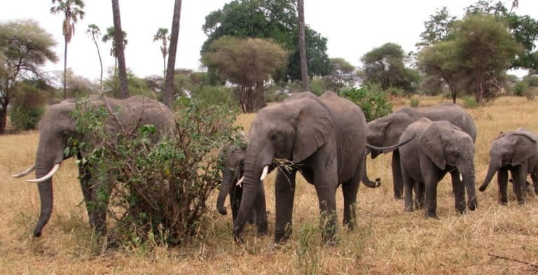 Elephants in Tarangire National Park in Tanzania