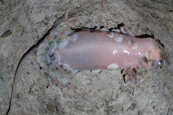 A close relative of Geckolepis maculata, Gecklolepis megalepis, a new species of fish-scale gecko, was described earlier this year. Photo courtesy of Frank Glaw