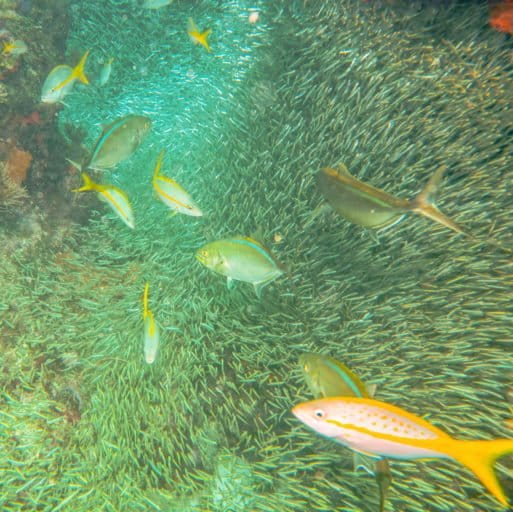 Determining abundance of different fish species is still a challenge for environmental DNA. How many glass minnows do you see? 