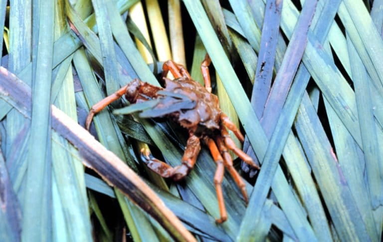 Graceful Kelp Crab (Pugettia gracilis) in an eelgrass bed, Puget Sound