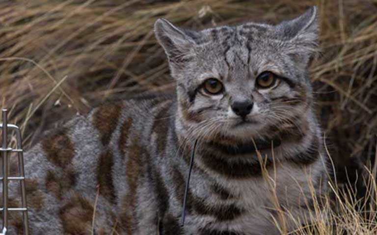 Carnet De Terrain A La Recherche De Jacobo Un Chat Des Andes Captive Les Conservateurs Nouvelles De L Environnement