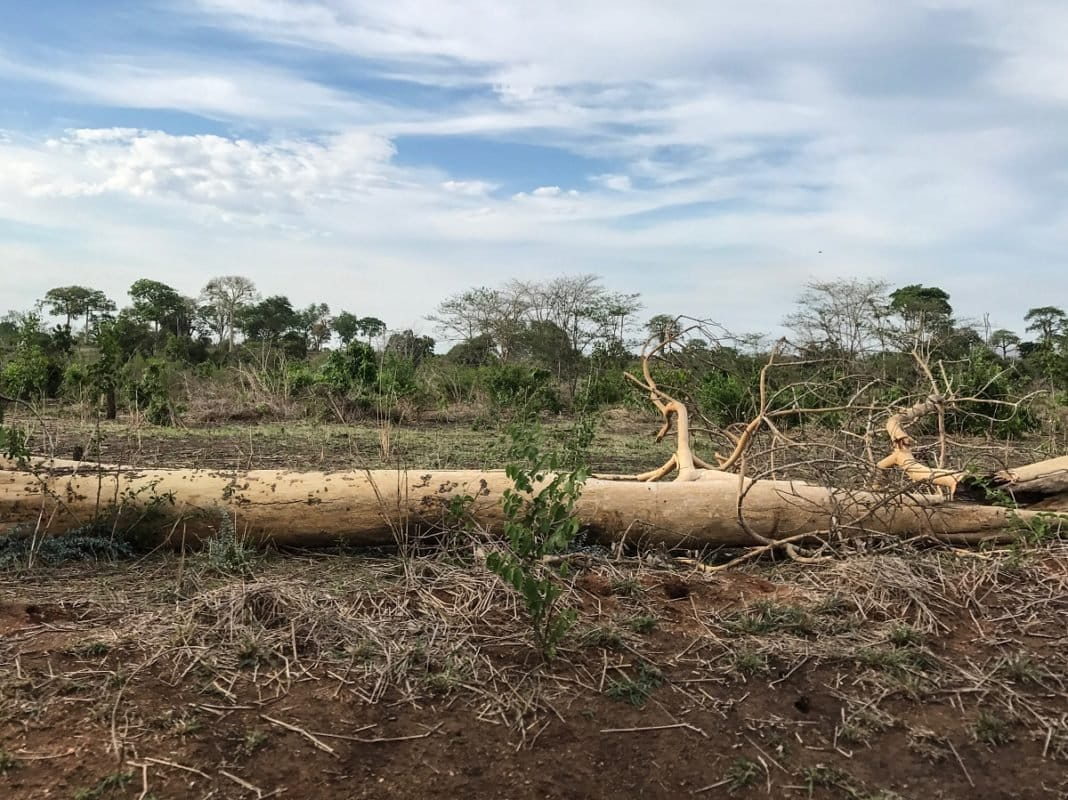 The main road passing through the Lindi region is lined by plots of scorched earth from sesame farming. Photo by Sophie Tremblay for Mongabay.