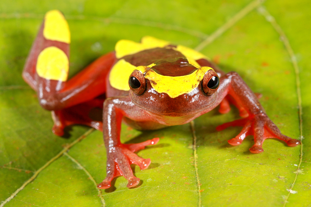Two new clown tree frogs discovered in the Amazon