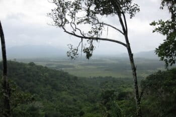 The rainforests of Guyana. Photo by Loriski via Wikimedia Commons
