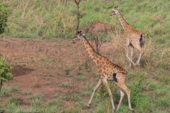 Giraffes roam in Garamba National Park in DRC. Photo by Thomas Nicolon for Mongabay.