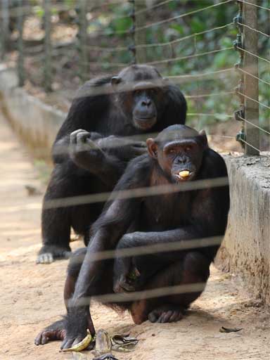 chimpanzees in captivity