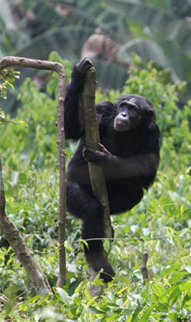 chimpanzees in captivity