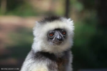 Diademed Sifaka (Propithecus diadema), a species threatened by the Madagascar rosewood trade. Photo by Rhett A. Butler for Mongabay.