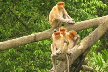 Proboscis monkeys grooming.