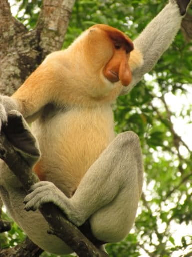 The aptly-named proboscis monkey is endemic to Borneo's mangrove and riparian forests.