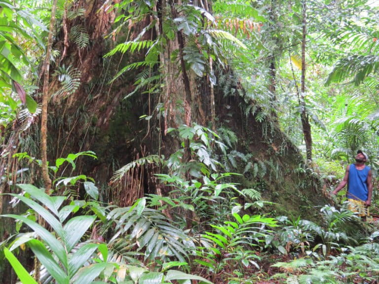 Delicate Solomon Island ecosystem in danger of heavy logging