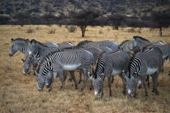 Grevy's zebras in Samburu Reserve, Kenya