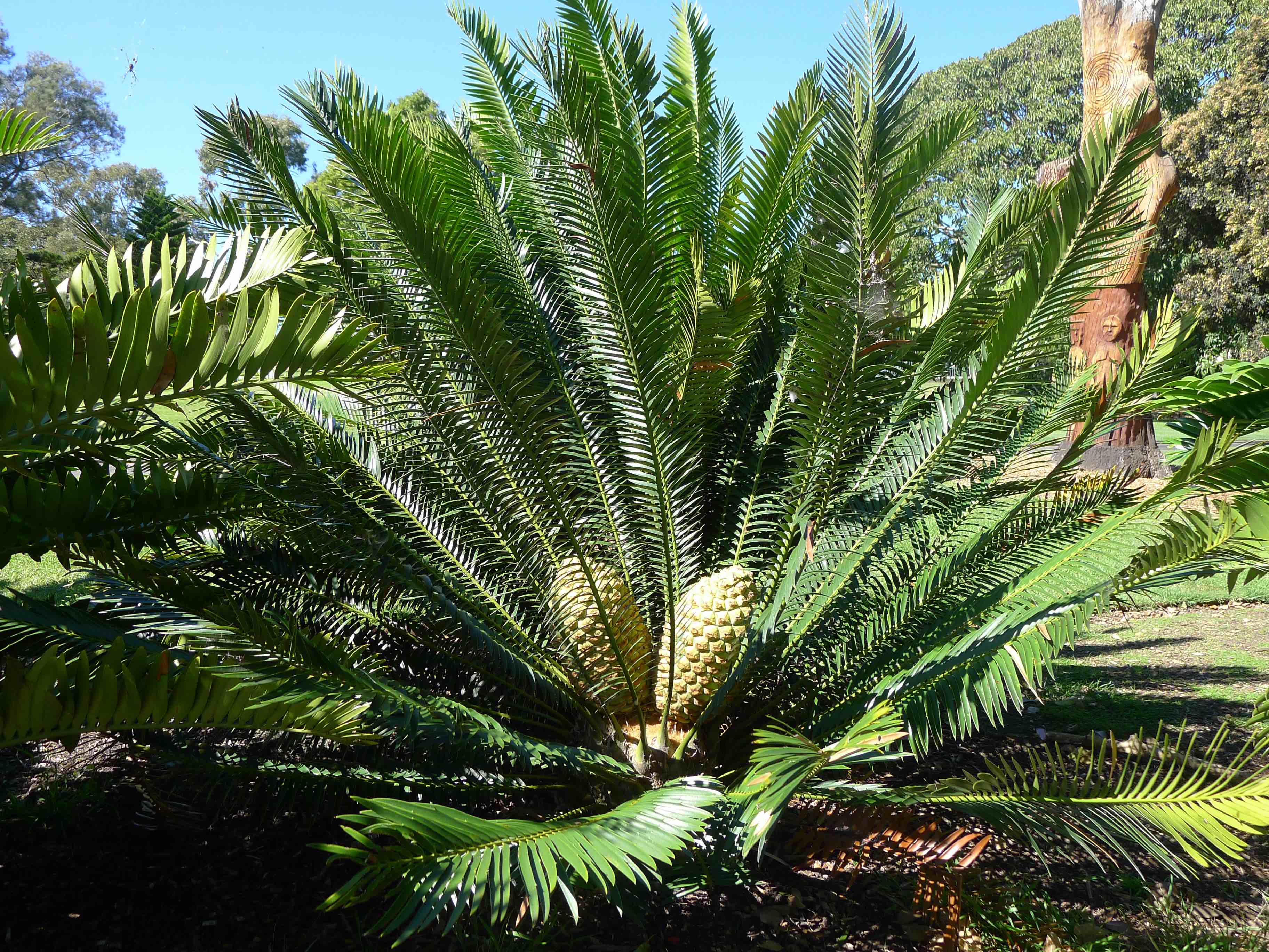 Cycad Tree