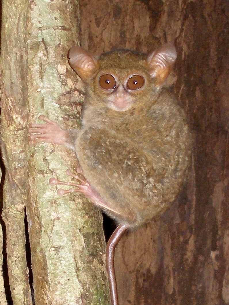 Tarsius spectrumgurskyae. Photo by Myron Shekelle.