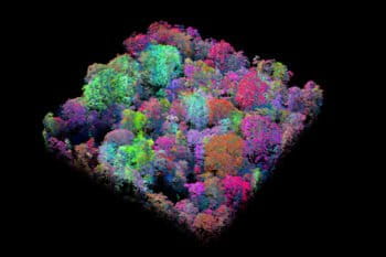 Carnegie Airborne Observatory (CAO) forest scan in the Peruvian Amazon. The CAO uses advanced optical and chemical sensors in combination with Light Detection and Ranging (LiDAR) technologies to map forest carbon, chemistry, and other features. Image courtesy of the Carnegie Airborne Observatory/Greg Asner.