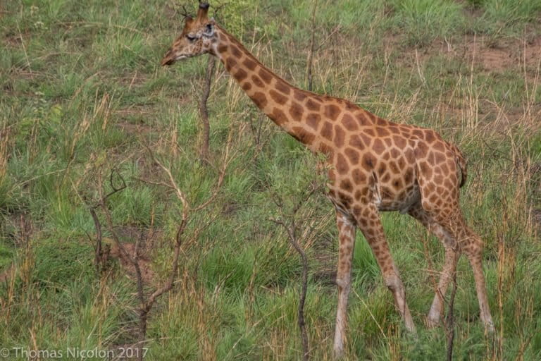 DRC's Garamba National Park The last giraffes of the Congo