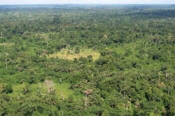 Liberian tropical forest. Image via USAID