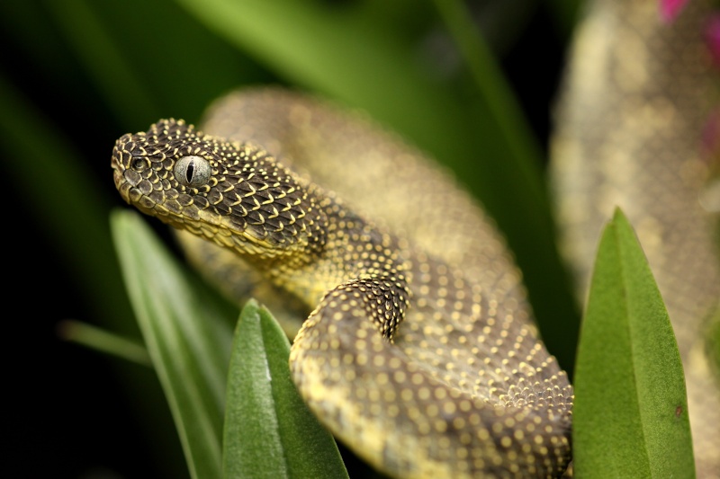 Green Bush Viper - Facts, Diet, Habitat & Pictures on